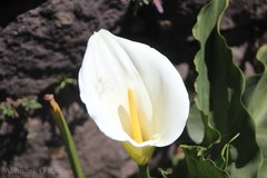 Zantedeschia aethiopica